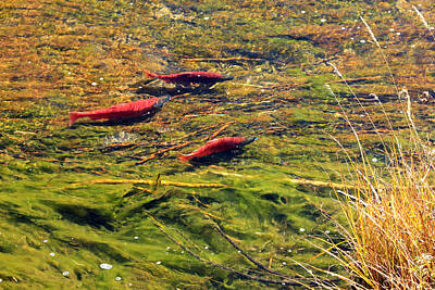 Kokanee Salmon Photos
