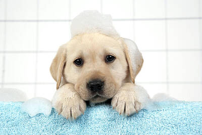 Designs Similar to Labrador Puppy In Bath