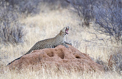 Designs Similar to Leopard Panthera Pardus Yawning