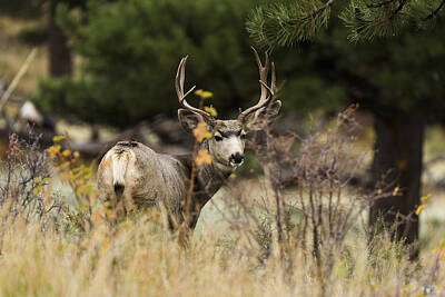 Mule Deer Photographs