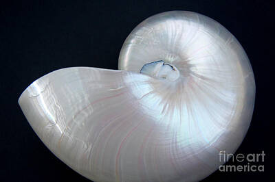 Designs Similar to Nautilus Shell by Julia Hiebaum