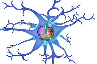 Designs Similar to Nerve Cell