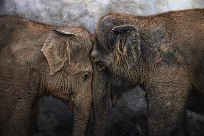 Asian Elephant Photos