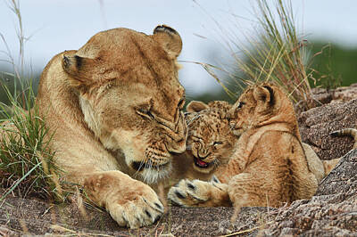 Designs Similar to Nostalgia Lioness With Cubs