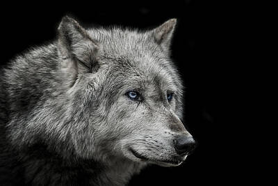 Wolves Photos