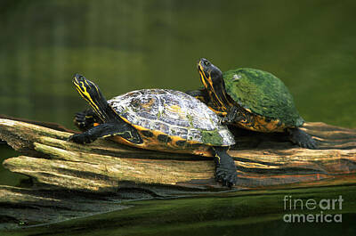 Peninsula Cooter Turtle Art