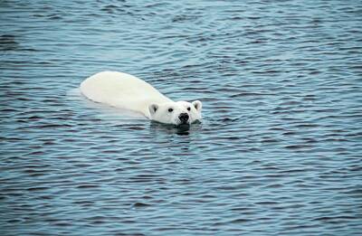 Arctic Bear Photos