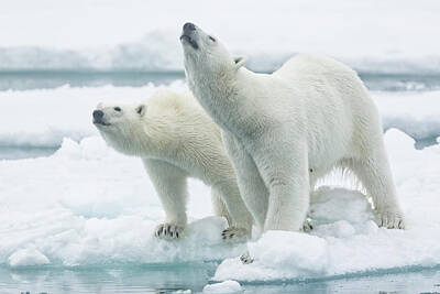 Designs Similar to Polar Bears, Mother And Son