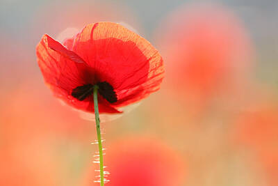 Poppy Decorations Art Prints