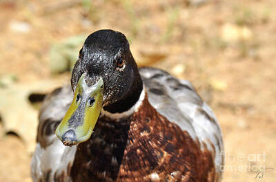 Designs Similar to Portrait of an Alabama Duck 7