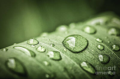 Designs Similar to Rain drops on green leaf