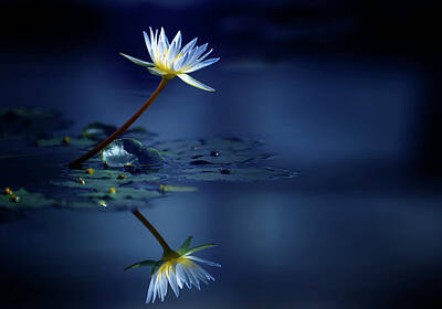 Blue Water Lily Photos