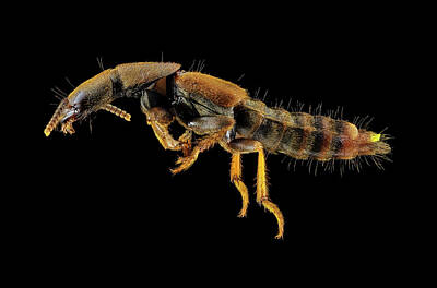 Designs Similar to Rove Beetle