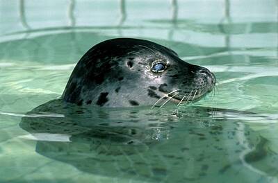 True Seal Photos
