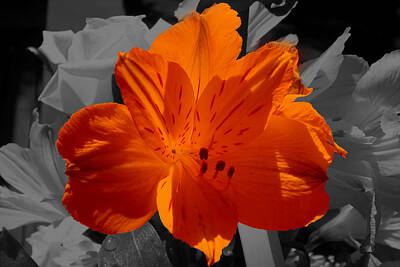 Designs Similar to Selective Color by Judy Wilson