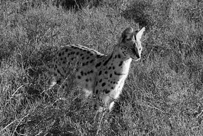 Designs Similar to Serval by Chris Whittle
