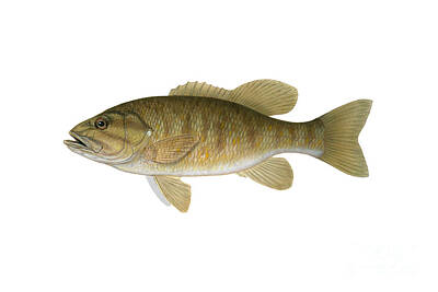 Smallmouth Bass Art