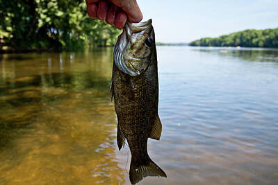 Smallmouth Bass Photos