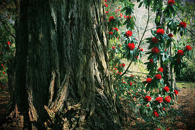 Rhododendren Art Prints