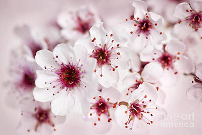 Designs Similar to Spring cherry blossom