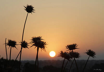  Photograph - Sun Rise On Bethsaida by Jennifer Kathleen Phillips