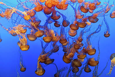 Designs Similar to Swarm Of Jellyfish