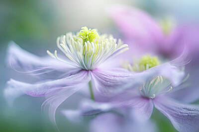 Clematis Macro Art Prints