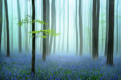 Designs Similar to The Blue Forest ........