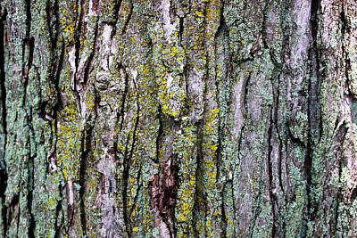 Tree Bark Detail Study Moss Nature Branches Leaves Green Mixed Media
