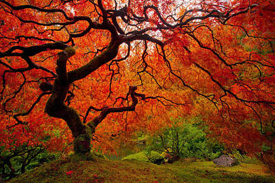 Autumn Tree Photographs