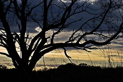  Photograph - Tree Silhouette by Mark Russell