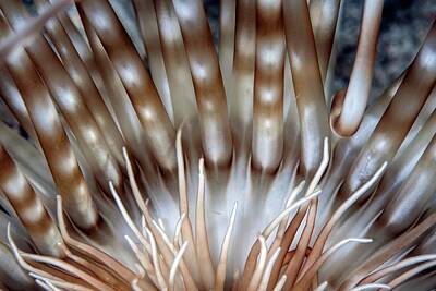 Designs Similar to Tube Anemone Tentacles