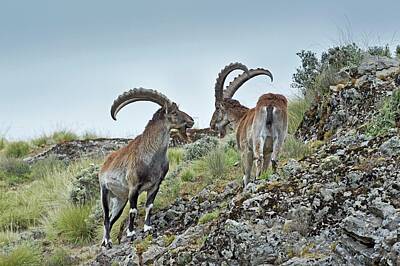 Designs Similar to Two Male Wahlia Ibex