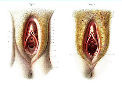 Clitoris Photographs