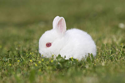 Designs Similar to White Polish Rabbit