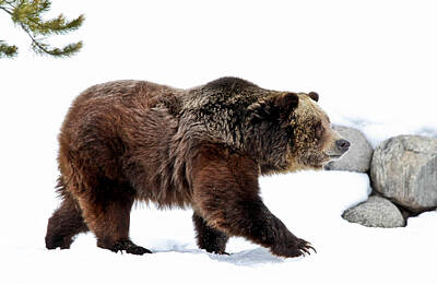 Kodiak Brown Bear Photos