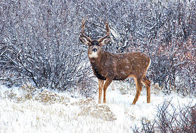 Santa's Reindeers Photos