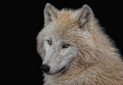 Black Arctic Wolf Photos