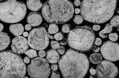Stacked Birch Logs on Lumber Yard Photograph by Taina Sohlman - Fine Art  America