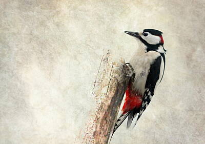 Small Woodpecker Mixed Media