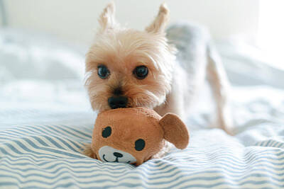 Designs Similar to Yorkie Playing With Teddy Toy