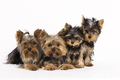 Yorkshire Terrier Art