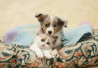 Designs Similar to Kitten And Puppy #30