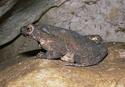 Designs Similar to Asian Giant Toad