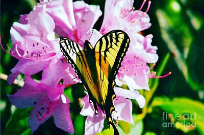 Yellow And Black Tiger Striped Butterfly With Pink Flower Art Prints