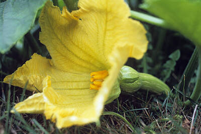 Designs Similar to Female Butternut Squash Flower