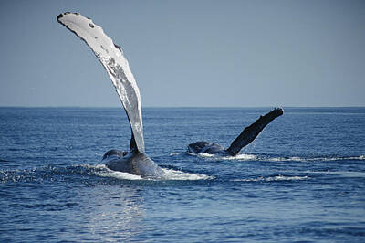 Fin Whale Photos