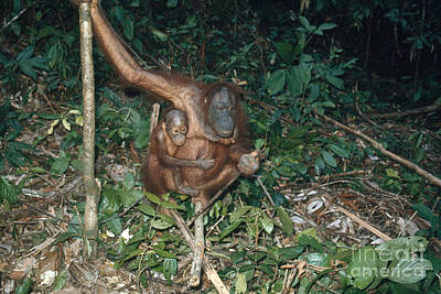 Designs Similar to Orangutan With Baby