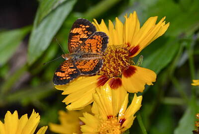 Designs Similar to Pearl Crescent by Kathy Gibbons