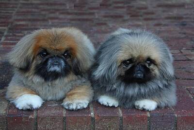 Designs Similar to Pekinese by Virginia Bond